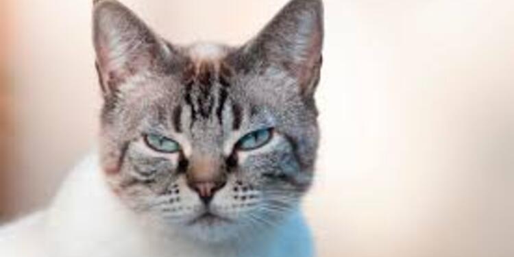 Gato