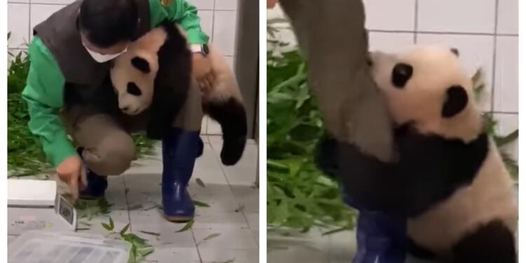 Bebé panda en zoológico de Corea del Sur