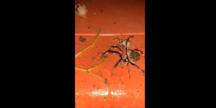 Pelea de arañas en Australia