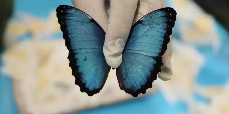 Especies recuperadas - Mariposa
