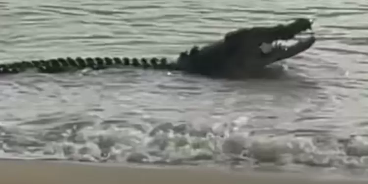 Cocodrilo se come un tiburón