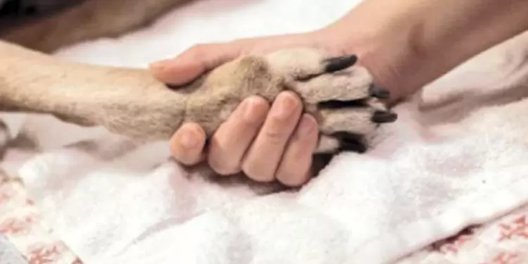 Pata de perro - Huella de perro Pata de perro - Huella de perro