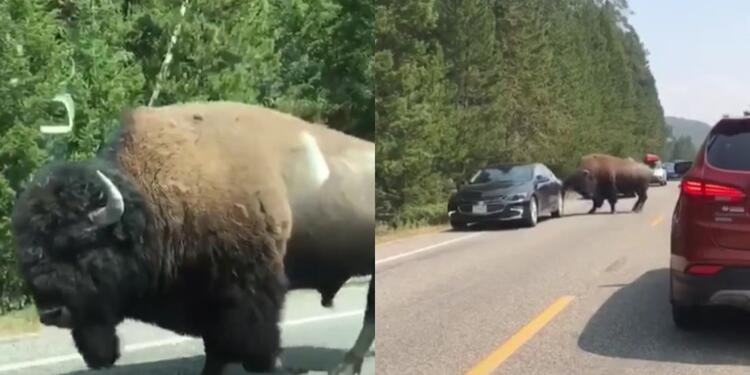 Bisonte ataca un carro