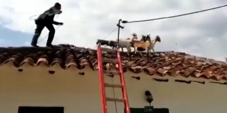 Cabras rescatadas por bomberos