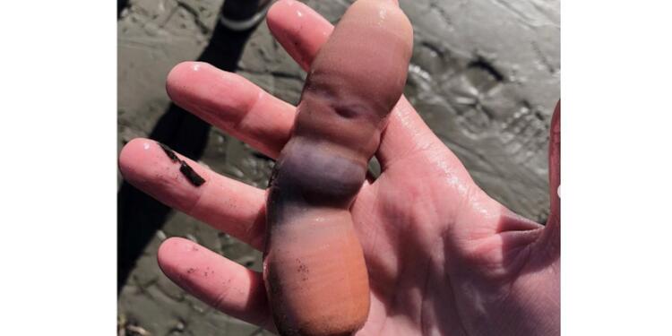 Pez pene