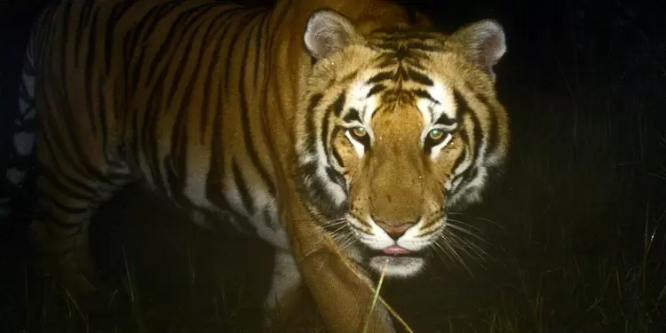 El tigre había sido enjaulado por atacar a humanos pero logró escapar. El tigre había sido enjaulado por atacar a humanos pero logró escapar.