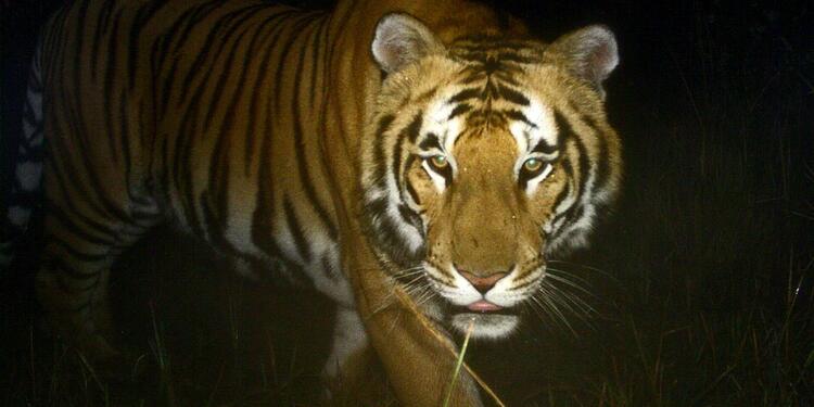 El tigre había sido enjaulado por atacar a humanos pero logró escapar. El tigre había sido enjaulado por atacar a humanos pero logró escapar.