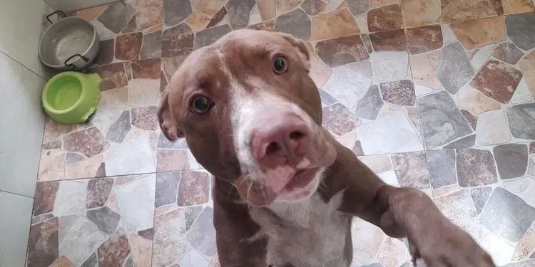 Perros referencia Perros referencia
