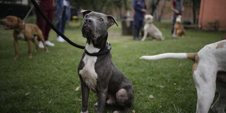Paseadores de perros Paseadores de perros