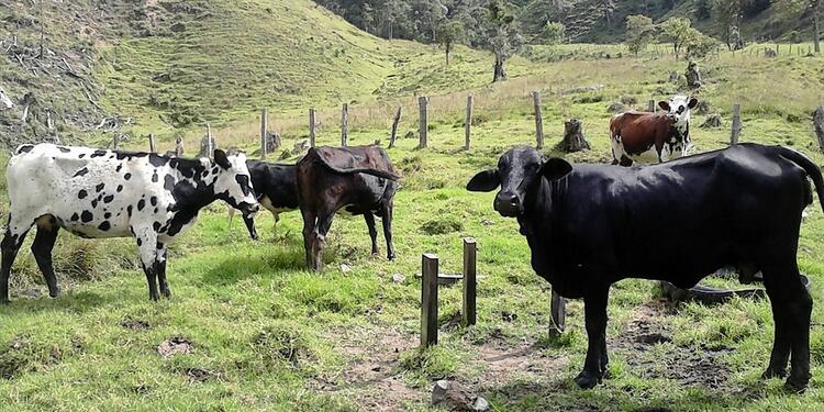 Vacas que dan leche