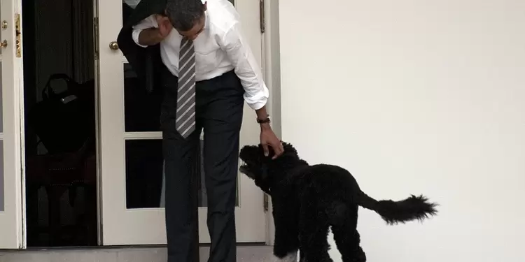 Falleció Bo, el perro de la familia Obama Falleció Bo, el perro de la familia Obama