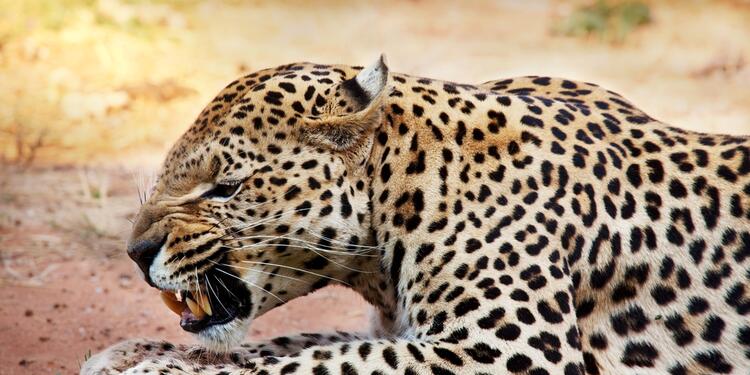 Leopardo