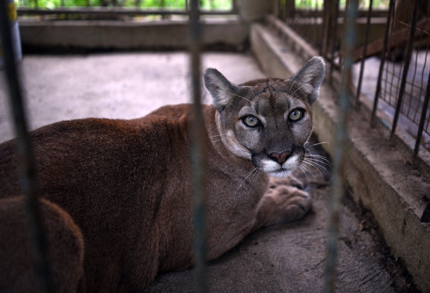VIDEO] Hombre se encuentra con un Puma en Utah, Estados Unidos | La FM