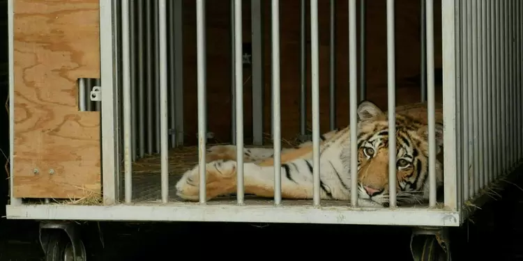 El tigre de Bengala deambulaba por un barrio