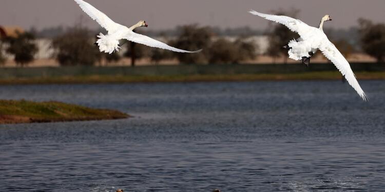 Aves, pájaros