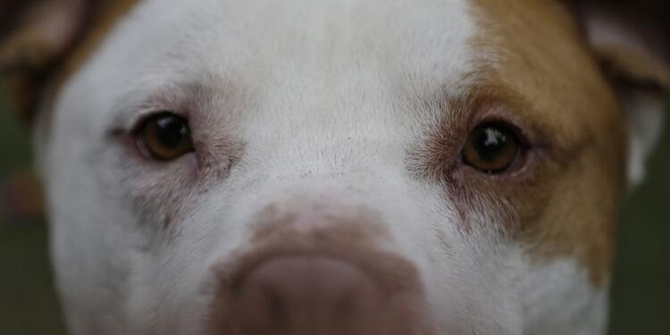 Alimentar a su perro correctamente lo mantendrá al animalito sano. codigo de policia en colombia perros potencialmente peligrosos con póliza