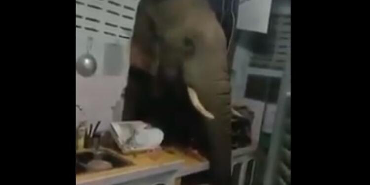 Elefante entra a una cocina