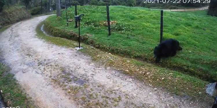 Oso de anteojos visto en Chapinero Oso de anteojos visto en Chapinero