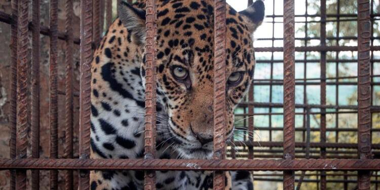 Jaguar hembra (panthera onca)