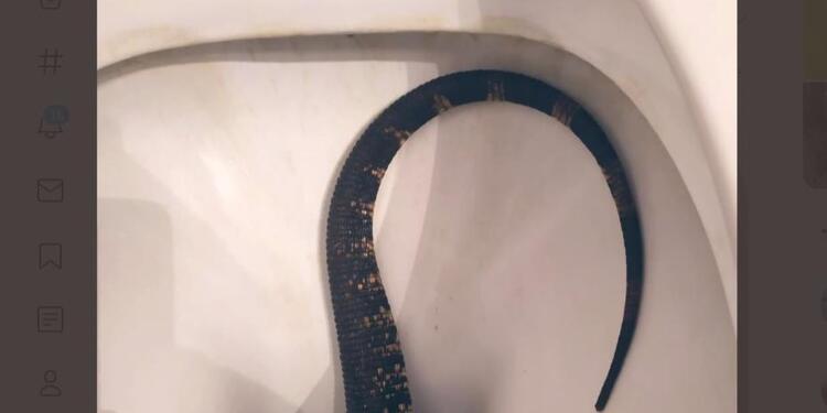 Inodoro serpiente