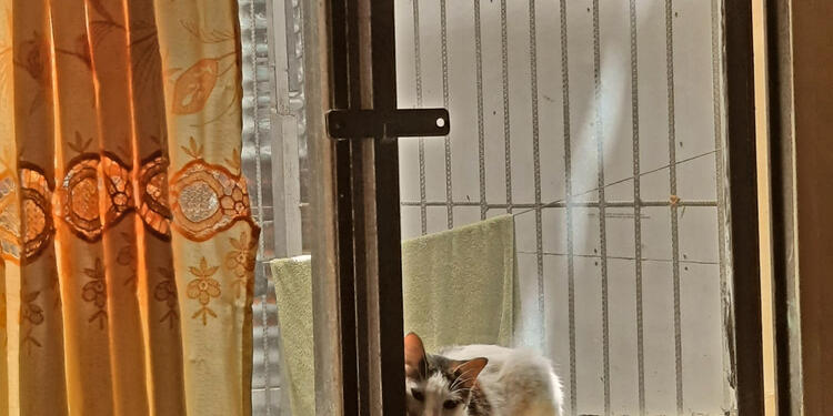 Gato en una ventana