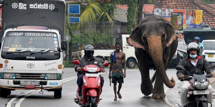 Elefantes en vías de Sri Lanka