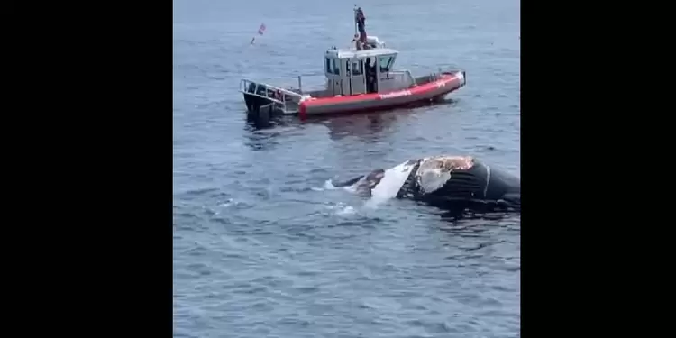 Tiburones se comen una ballena muerta