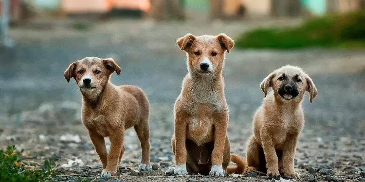 Perritos