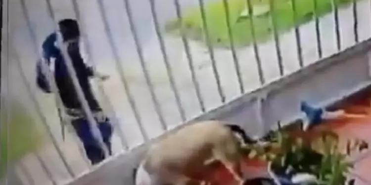 Perro le echan ácido
