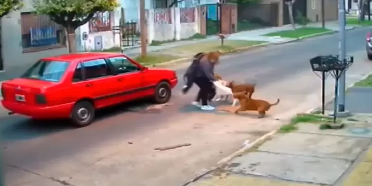 Pitbulls muerden a una mujer