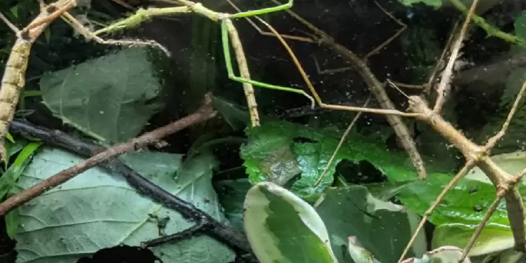 reto del insecto de palo