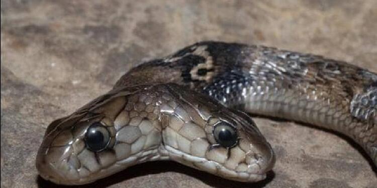 Serpiente de dos cabezas