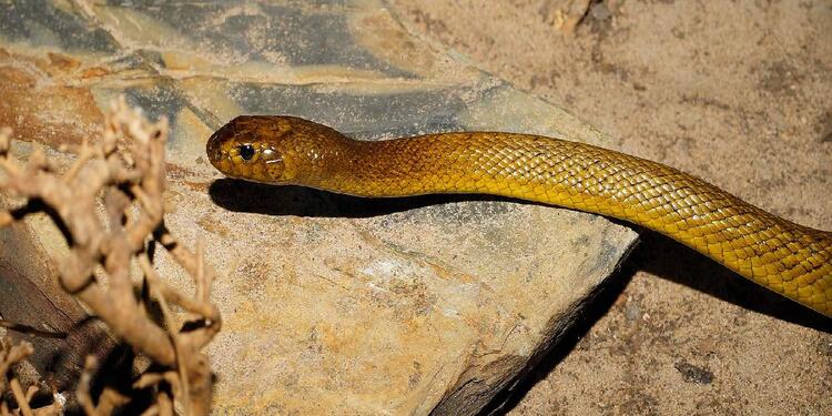 Serpiente venenosa