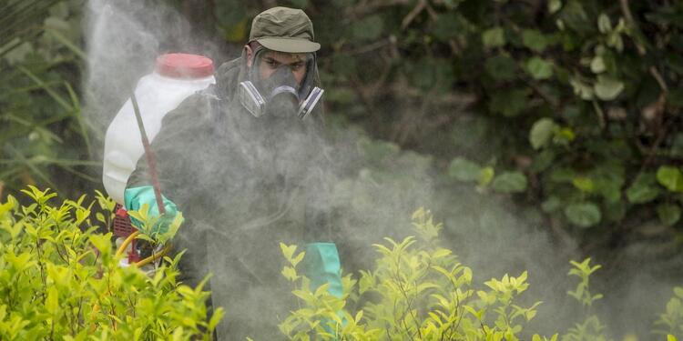 Policía Antinarcóticos - Lucha contra las drogas - Colombia - Tumaco - Cultivos ilícitos