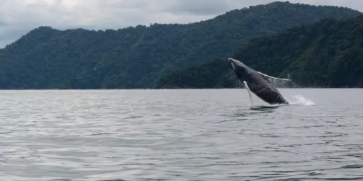 Ballena Ballena