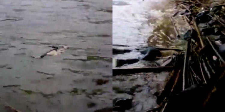 Cuerpos en el río Cauca en Marsella, Risaralda