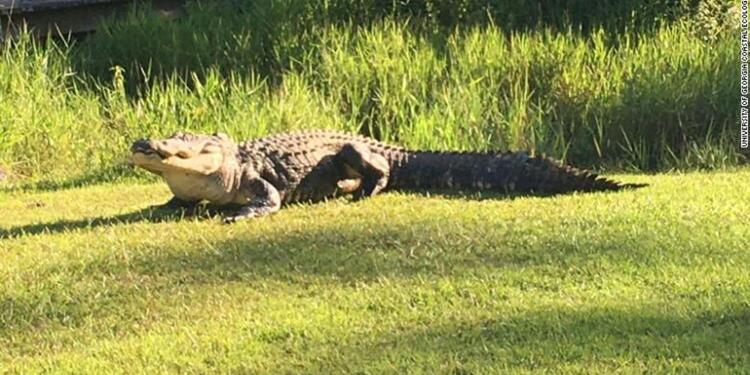 Muere el cocodrilo más famoso del mundo