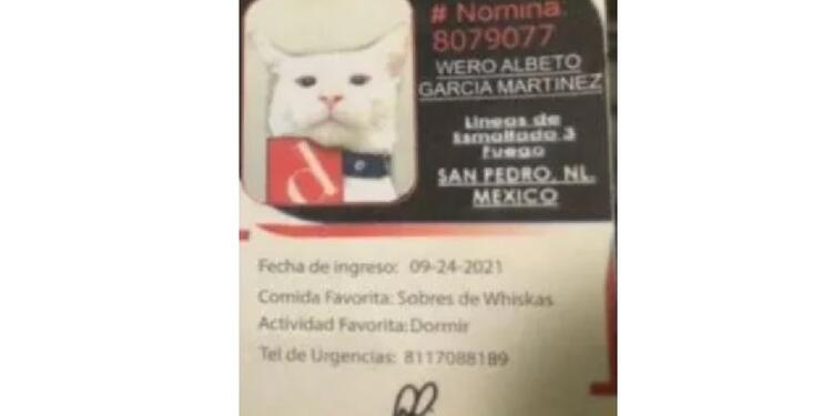 Gato vigilante