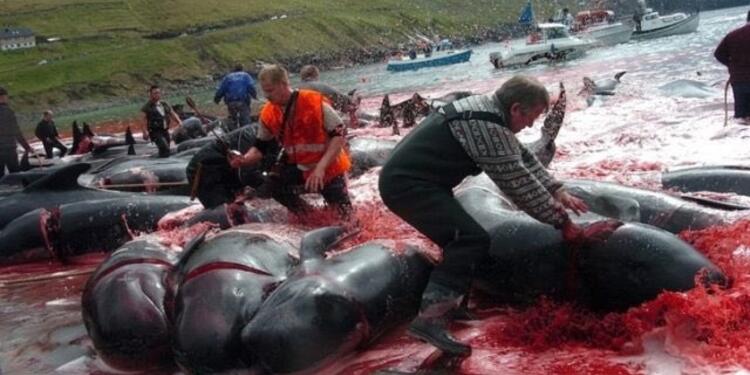 caza de delfines