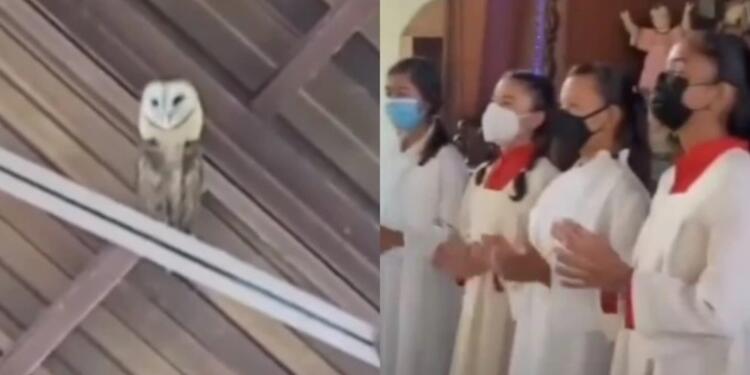 Lechuza baila en iglesia