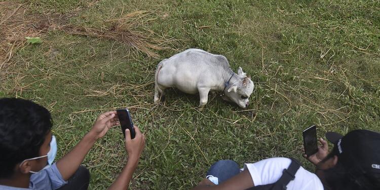Rani, la vaca más pequeña del mundo
