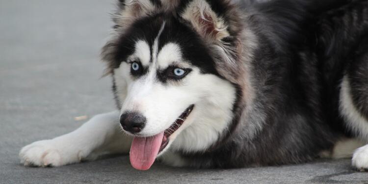 Perro Husky - imagen de referencia