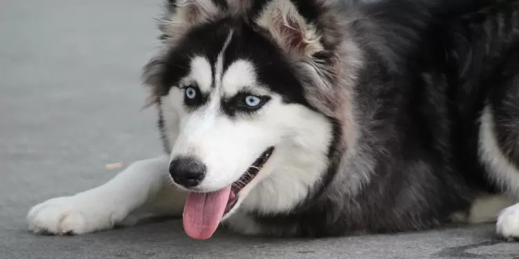 Perro Husky - imagen de referencia