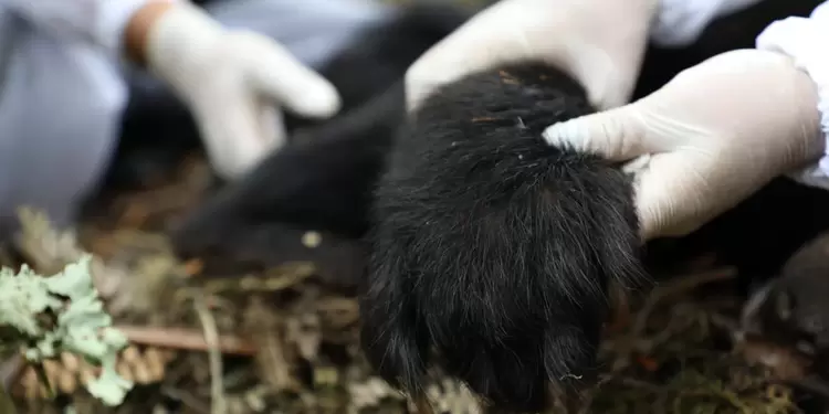 Oso de anteojos hembra hallada muerta en Boyacá.