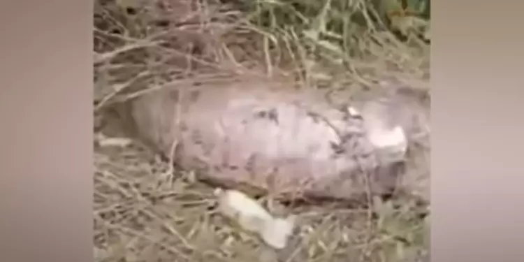 Pitón come vaca y explota