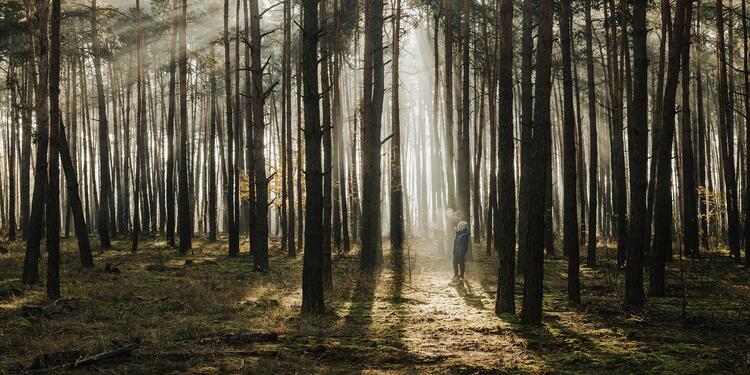 Niño en un bosque