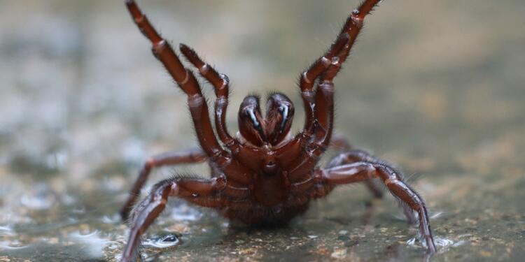 Araña Araña