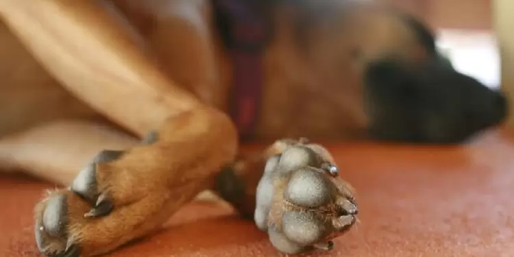 Perro asesinado Huila