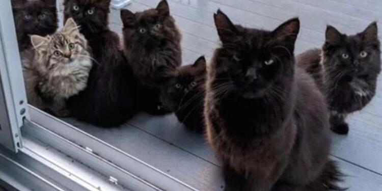 gatos