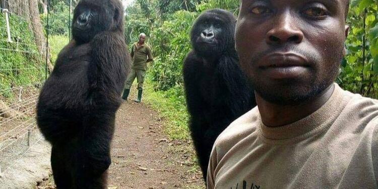 Gorila y Selfie